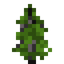 Cedar Sapling