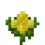 Canola