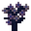 Pink Cherry Sapling