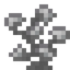 Stone Coral