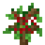Cherry Fruit Sapling