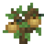 Nutmeg Sapling