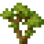 Maple Sapling