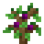 Plum Sapling