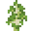 Birch Sapling