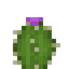 Barrel Cactus