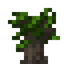 Wenge Sapling