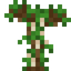 Paperbark Sapling 