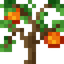 Persimmon Sapling