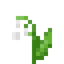 Lily of the Valley