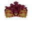 Witch Hazel Blossom