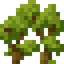 Maple Shrub