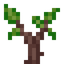 Mahogany Sapling