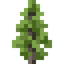 Larch Sapling