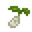 Turnip Seed
