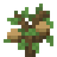 Acorn Sapling