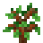 Cinnamon Sapling