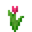 Magenta Tulip