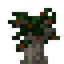Beech Sapling