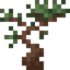 Pine Sapling