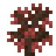 Red Maple Sapling