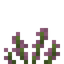 Witchweed