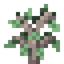 Aspen Sapling