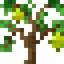 Pear Sapling