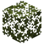 Pine Leaves