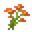 Orange Coneflower