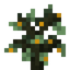 Citron Sapling