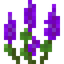 Small Purple Lupine