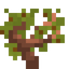 Plum Sapling