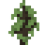 Pink Ivory Sapling