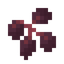 Elderberry