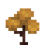 Yellow Maple Sapling