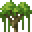 Kapok Shrub