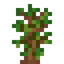 Cinnamon Sapling
