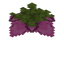 Spore Blossom