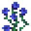 Blue Rose Bush