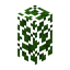 Acacia Hedge