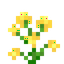 Yellow Orchid
