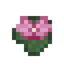 Lotus Flower