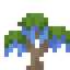 Blue Wisteria Sapling