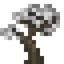 Silver Maple Sapling
