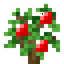 Apple Oak Sapling