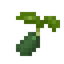 Spiceleaf Seed