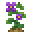Wild Potato