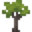 Mahogany Sapling