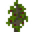 Sugar Apple Sapling